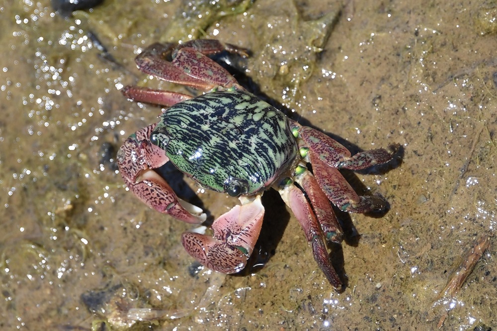 Sun Photo A00037 Crab in Upper Newport Bay, Newport Beach, CA